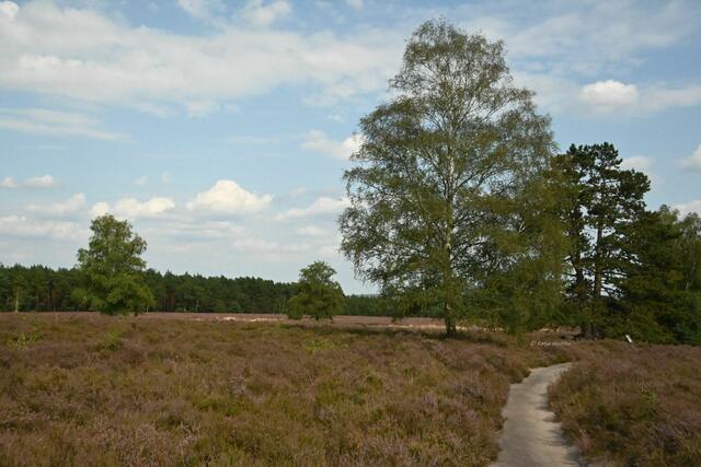 Ausflüge in der Südheide (Foto: Katja Woidtke)

Heideblüte am Wietzer Berg | Foto: Katja Woidtke