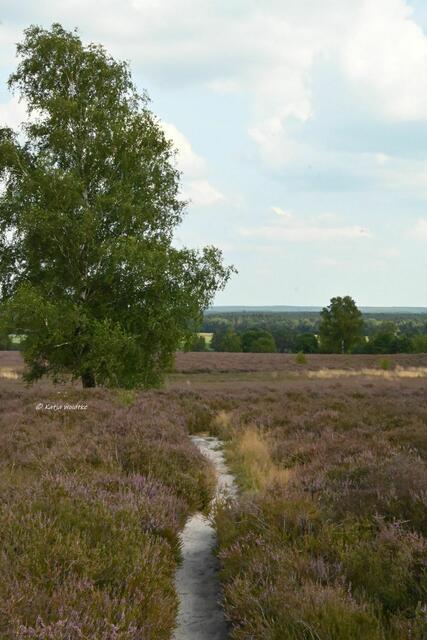 Ausflüge in der Südheide (Foto: Katja Woidtke)

Heideblüte am Wietzer Berg | Foto: Katja Woidtke