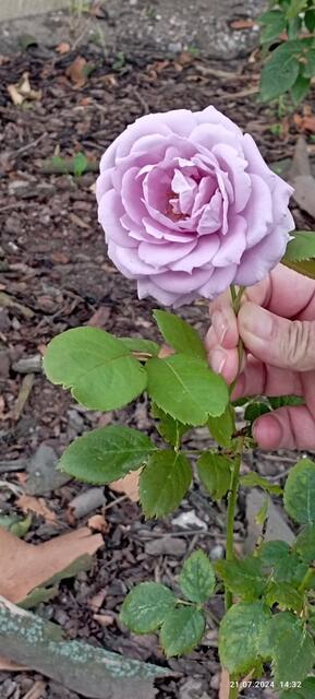 Novalis Märchen Rose, Lavendel