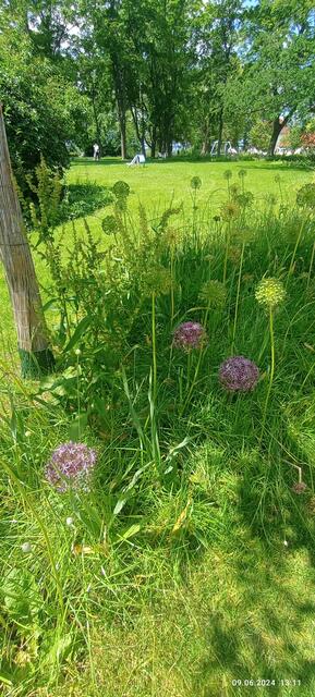 Rabatte wie Karl Foerster sie pflanzen würde, Allium zwischen Gräser
