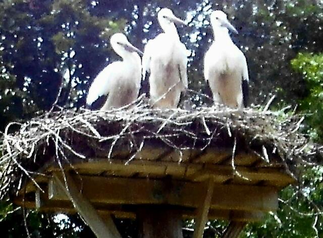 Wann kommt endlich neues Futter?