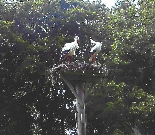 Die Störchin klappert und wartet auf ein Signal der Jungstörche. 