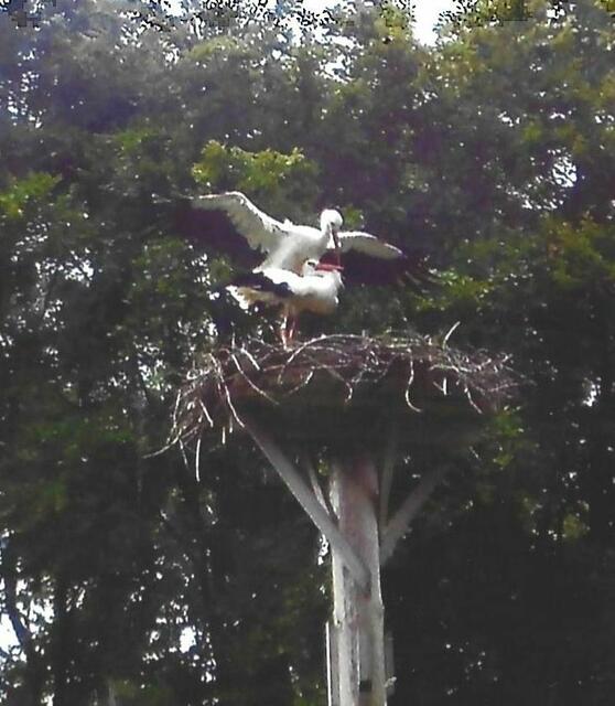 Der Deckakt beginnt. Die nächsten beiden Fotos bleiben unkommentiert.