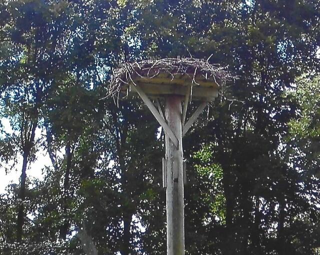 Der Horst ist verwaist. Die Störche sind davongeflogen.