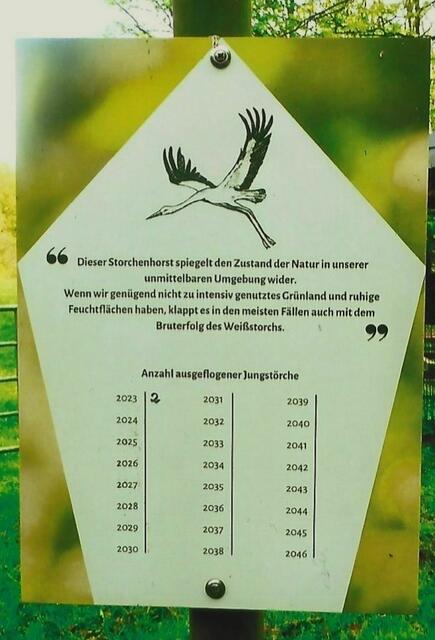  2023 verließen zwei Jungstörche den Horst. Ein Junges überlebte nicht.