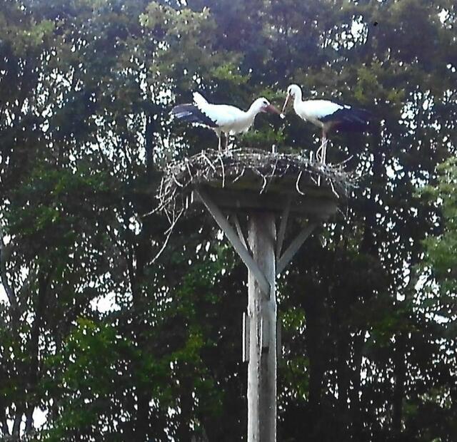  Zunächst wird ein Nahrungshappen angeboten.