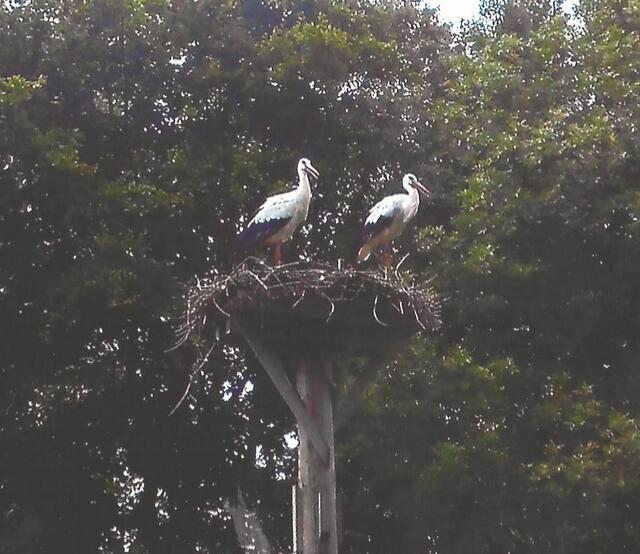 Warten ist angesagt. Die Jungstörche reagieren nicht mehr. Sie haben die heimatlichen Gefilde längst  verlassen.
