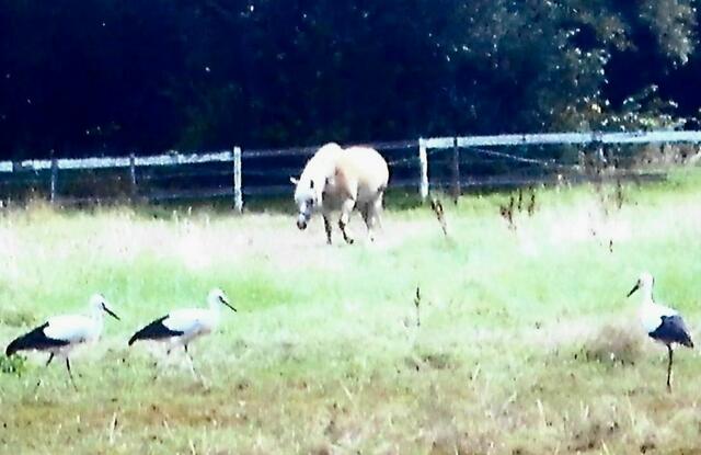Die Jungstörche verlassen immer häufiger das Nest und suchen Nahrung auf den umliegenden Wiesen. Das Pferd scheint keine Gefahr zu sein.