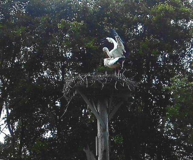 Insgesamt wurden zwei Begattungen beobachtet ( 5. und 7. August 2024). 