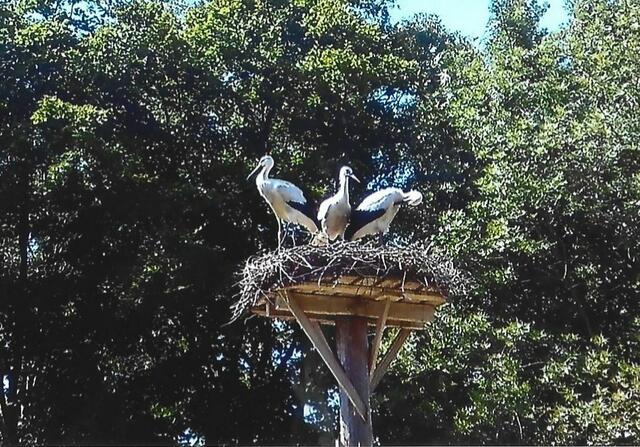 Gefiederpflege ist bei den Störchen wegen Parasiten sehr wichtig. Sie sind ständig damit beschäftigt. 