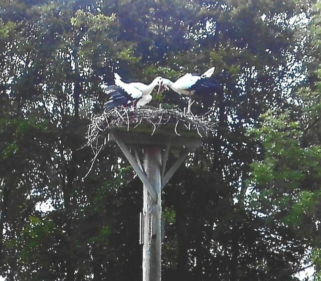 Danach wird geschnäbelt.  Das Liebes-Vorspiel geht seinem Höhepunkt entgegen.