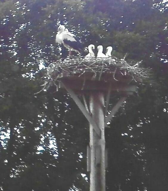 Drei kleine Storchenkinder haben das Licht der Welt erblickt.