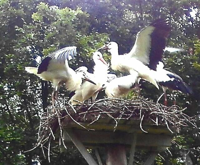 Alle sind satt geworden.