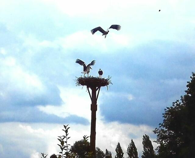 Anflug auf das Nest.