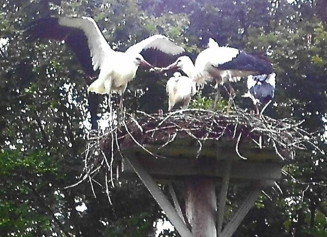 Das Gerangel um die besten Happen ist groß.