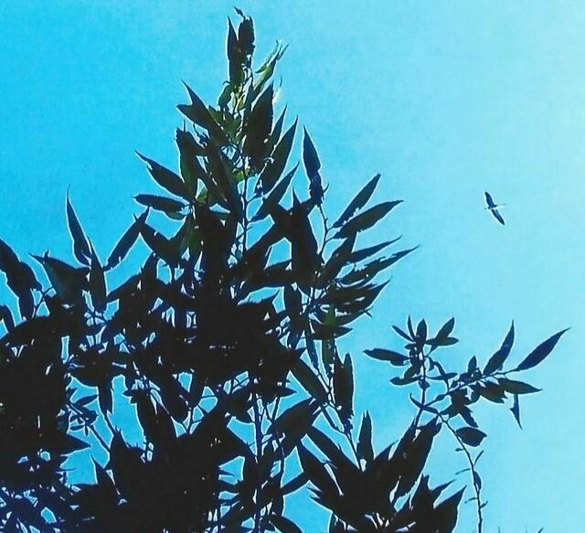 Ein Altvogel schwebt ein.