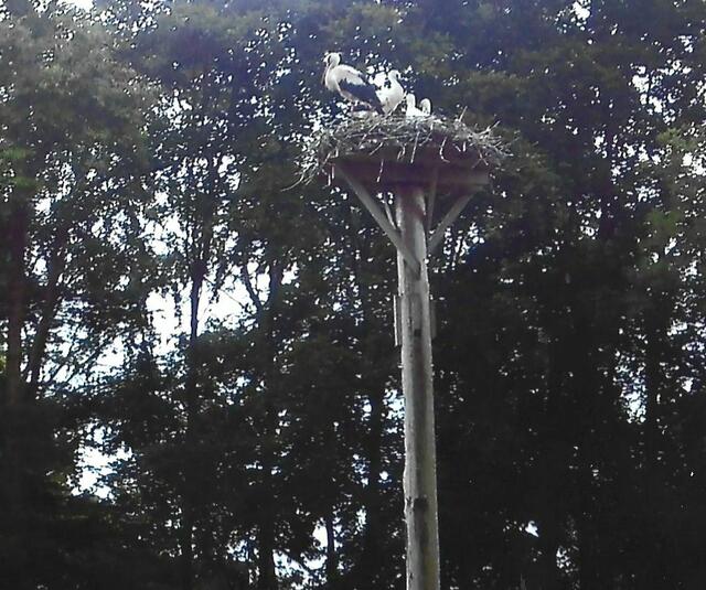  Im Vordergrund steht am Nestrand die Störchin, dahinter die Jungstörche, zwei davon sitzen. Somit wird das Größenverhältnis etwas verzerrt.