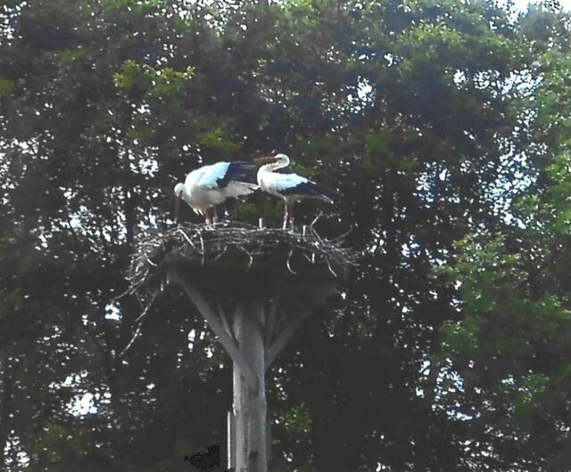 Jetzt kann das Storchenpaar wieder an Liebe denken.