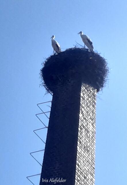 Foto: Iris Alefelder