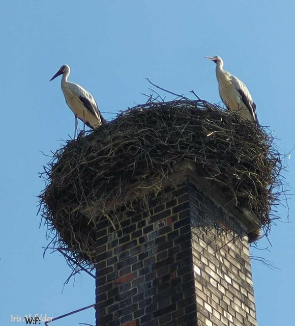 Foto: Iris Alefelder