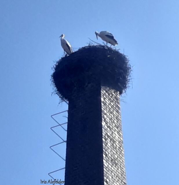 Foto: Iris Alefelder