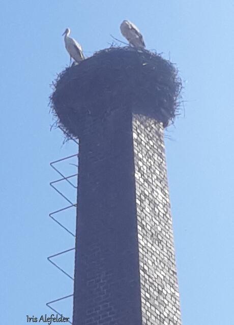 Foto: Iris Alefelder