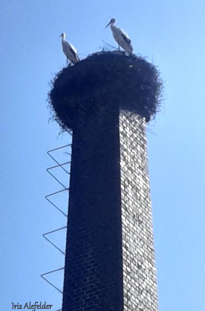 Foto: Iris Alefelder