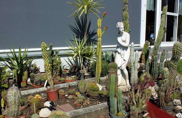 In der Gartenanlage der Westendorfer Familie Specht werden prächtige Kakteen verschiedenster Arten und Größen aufgezogen und liebevoll gepflegt und gepflegt. | Foto: Peter Heider