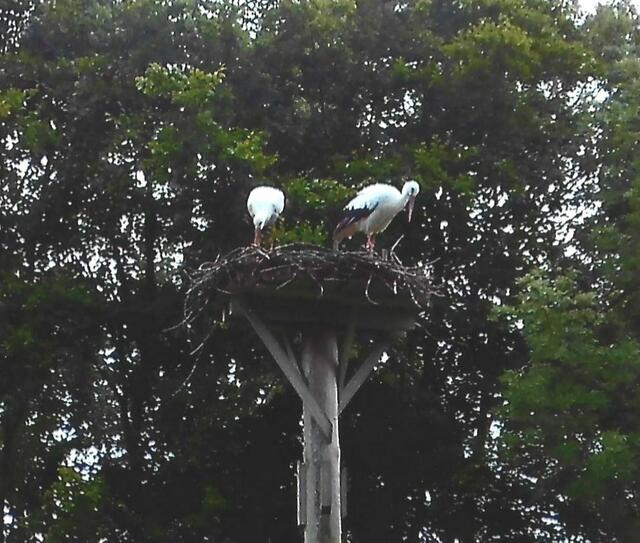 Die Störchin bearbeitet das Nest. Sie wirft altes Nestmaterial, hier ein Stöckchen, heraus. Will sie noch einmal brüten? Wie schon erwähnt, wurde vor ca. 2 Wochen ein Begattungsakt beobachtet. Man darf gespannt sein.