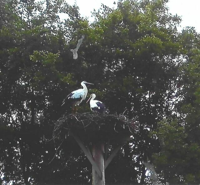 Die Altstörche sind am 19. August wider Erwarten noch einmal zurückgekehrt. Es regnete an den Tagen zuvor sehr stark in Bothfeld. Haben sie ihre alten Futterstellen noch einmal aufgesucht?