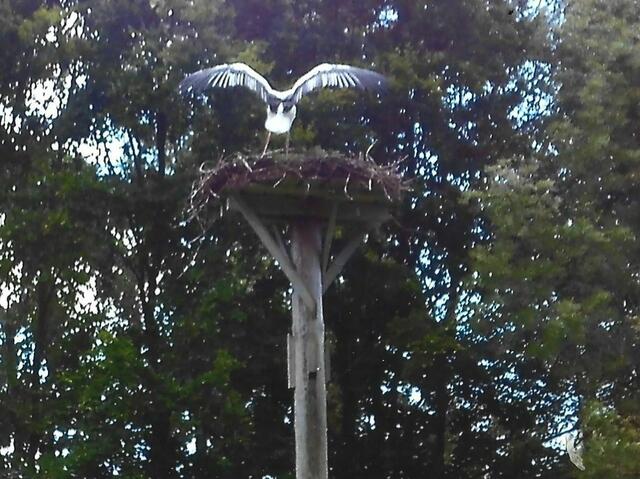 Die Störchin landet auf dem Nest, letztmalig am 23. August 2024 gesehen.