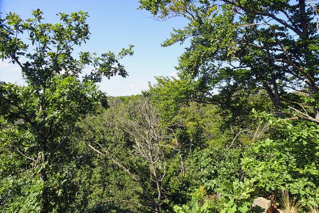 Blick vom Aussichtspunkt. Das Totholz wird, wie im Nationalpark Harz, hier im Naturerbewald nicht entfernt