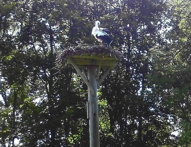 Gefiederpflege, die Störchin wartet auf den Storchenmann.