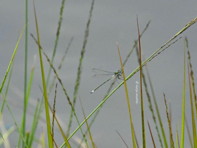 Naturparadiese in Niedersachsen (Foto: Katja Woidtke)

Durchs Pietzmoor bei Schneverdingen - Gemeine Binsenjungfer (Lestes sponsa) | Foto: Katja Woidtke