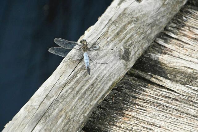 Naturparadiese in Niedersachsen (Foto: Katja Woidtke)

Durchs Pietzmoor bei Schneverdingen - Großer Blaupfeil (Orthetrum cancellatum) | Foto: Katja Woidtke