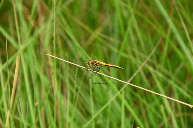 Naturparadiese in Niedersachsen (Foto: Katja Woidtke)

Durchs Pietzmoor bei Schneverdingen - Schwarze Heidelibelle (Sympetrum danae) | Foto: Katja Woidtke