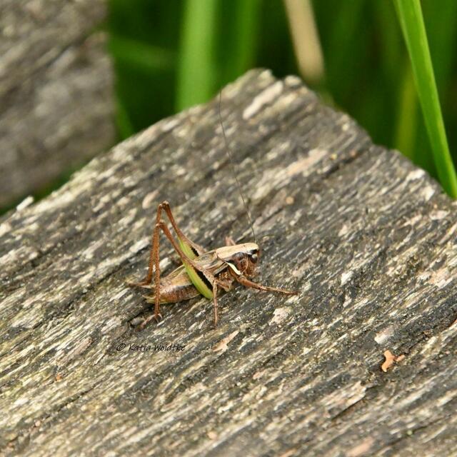 Naturparadiese in Niedersachsen (Foto: Katja Woidtke)

Durchs Pietzmoor bei Schneverdingen - handelt es sich bei dieser Langfühlerschrecke um Roesels Beißschrecke? | Foto: Katja Woidtke