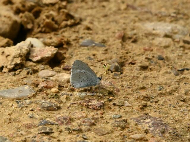 Naturparadiese in Niedersachsen (Foto: Katja Woidtke)

Durchs Pietzmoor bei Schneverdingen - Faulbaum-Bläuling (Celastrina argiolus) | Foto: Katja Woidtke