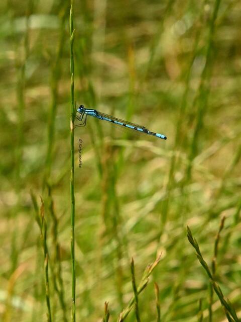 Naturparadiese in Niedersachsen (Foto: Katja Woidtke)

Durchs Pietzmoor bei Schneverdingen - Azurjungfer unbestimmt | Foto: Katja Woidtke