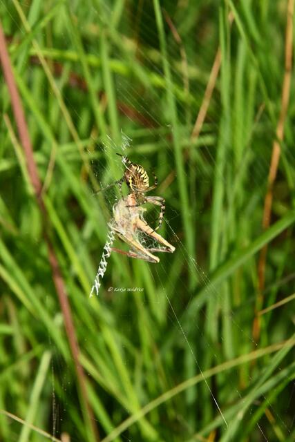 Naturparadiese in Niedersachsen (Foto: Katja Woidtke)

Durchs Pietzmoor bei Schneverdingen - Wespenspinne (Argiope bruennichi) | Foto: Katja Woidtke