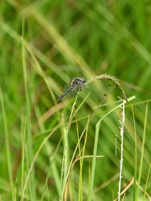 Naturparadiese in Niedersachsen (Foto: Katja Woidtke)

Durchs Pietzmoor bei Schneverdingen - Schwarze Heidelibelle (Sympetrum danae) | Foto: Katja Woidtke