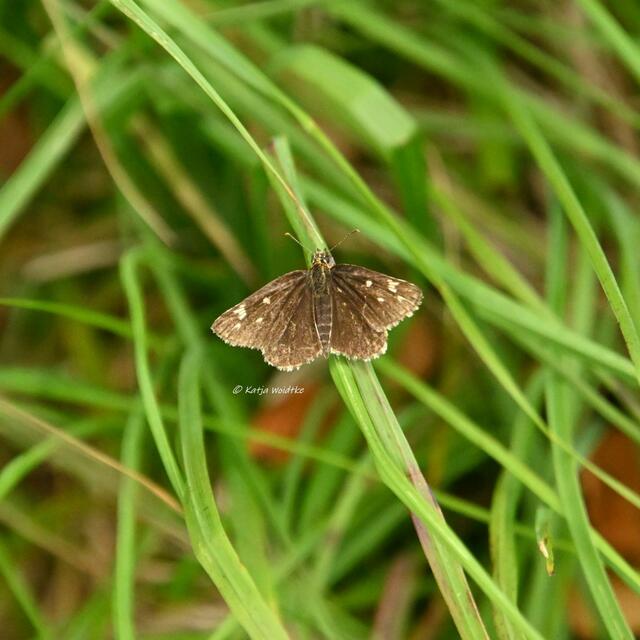 Naturparadiese in Niedersachsen (Foto: Katja Woidtke)

Durchs Pietzmoor bei Schneverdingen - Spiegelfleck-Dickkopffalter (Heteropterus morpheus) | Foto: Katja Woidtke