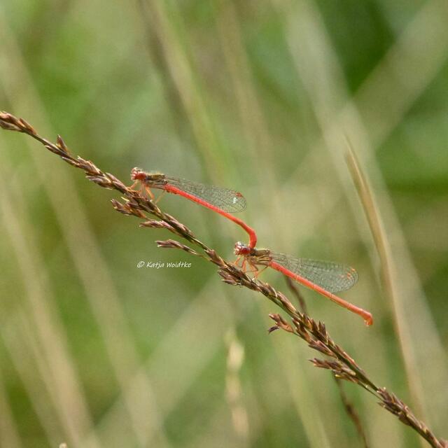 Naturparadiese in Niedersachsen (Foto: Katja Woidtke)

Durchs Pietzmoor bei Schneverdingen - Scharlachlibellen (Ceriagrion tenellum) bei der Paarung | Foto: Katja Woidtke