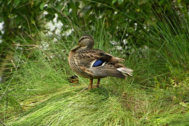 Naturparadiese in Niedersachsen (Foto: Katja Woidtke)

Durchs Pietzmoor bei Schneverdingen - Stockente (Anas platyrhynchos) | Foto: Katja Woidtke