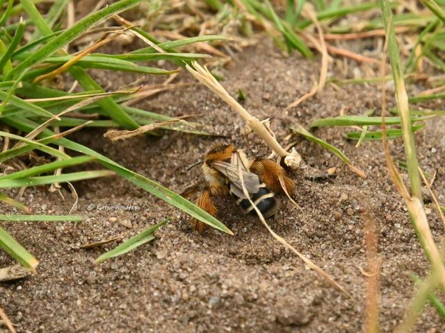 Naturparadiese in Niedersachsen (Foto: Katja Woidtke)

Durchs Pietzmoor bei Schneverdingen - Hosenbiene (Dasypoda hirtipes) | Foto: Katja Woidtke