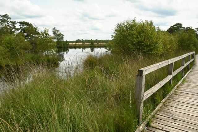 Naturparadiese in Niedersachsen (Foto: Katja Woidtke)

Durchs Pietzmoor bei Schneverdingen | Foto: Katja Woidtke