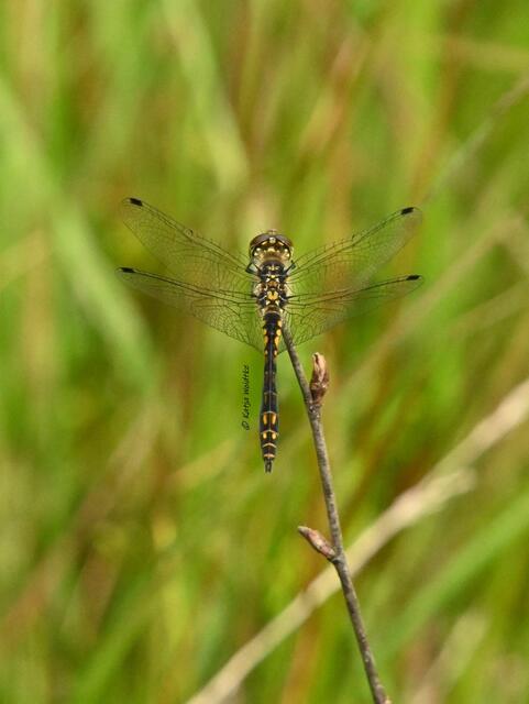 Naturparadiese in Niedersachsen (Foto: Katja Woidtke)

Durchs Pietzmoor bei Schneverdingen - Schwarze Heidelibelle (Sympetrum danae) | Foto: Katja Woidtke