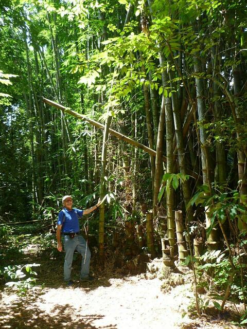 Im Bambuswald.
