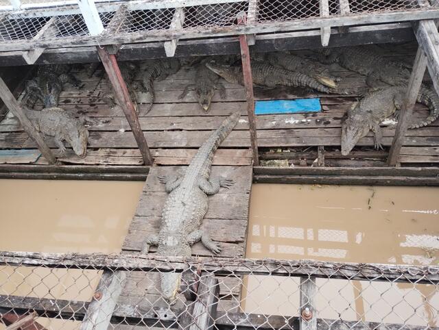 Ein größeres Hausboot mit Krokodilzüchtung. Die Tiere können nach unten nicht entweichen.
