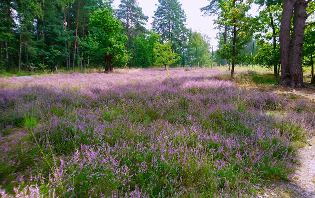 Ein- und Ausgang des Moorerlebnispfades | Foto: Shima Mahi